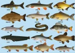COARSE FISHING Through the Ages Jigsaw Puzzle 1000pc - Image 3